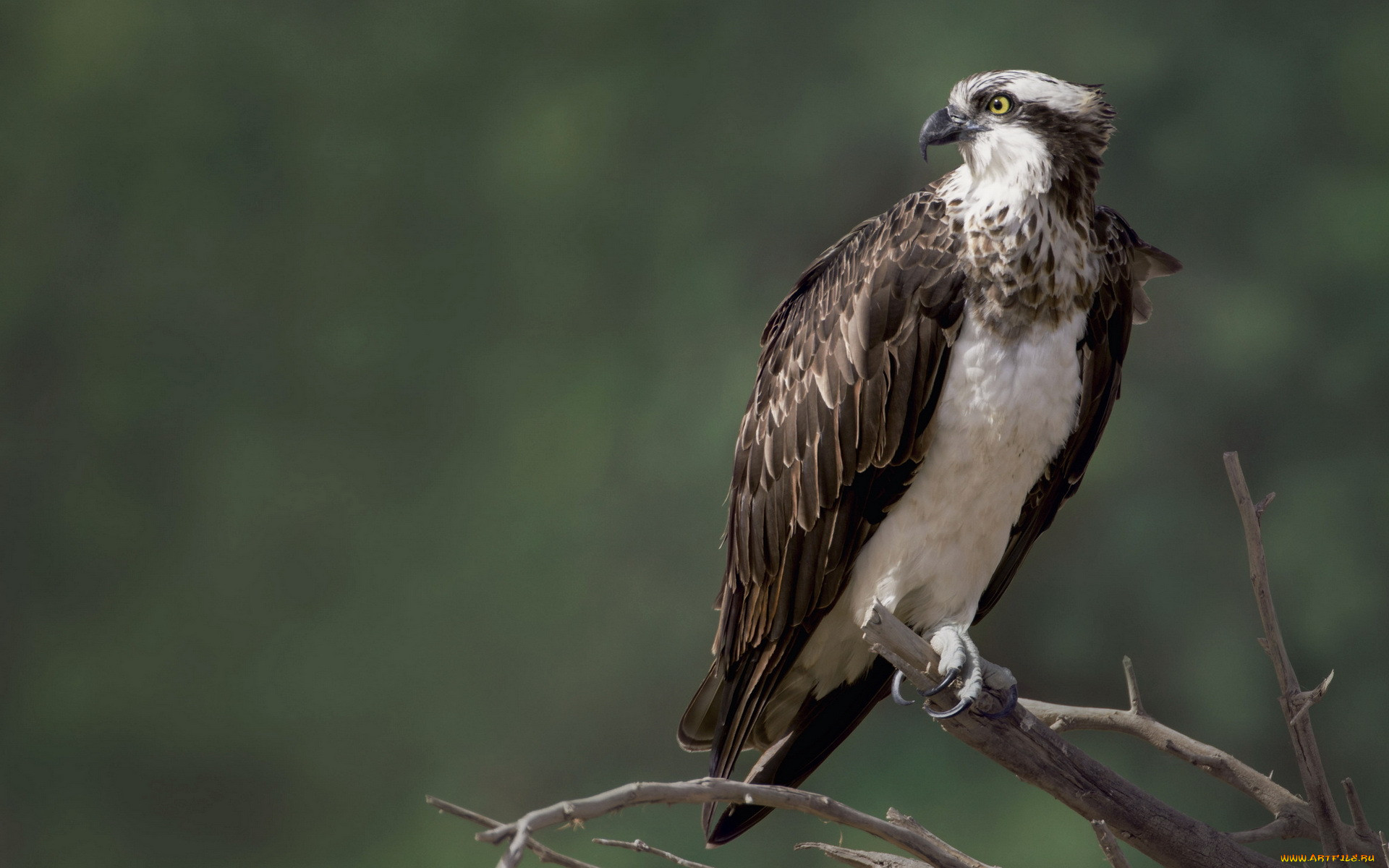 ,  - , , , , , osprey